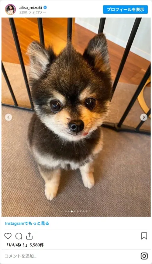 観月ありささんの犬の写真（alisa_mizukiのスクリーンショット）