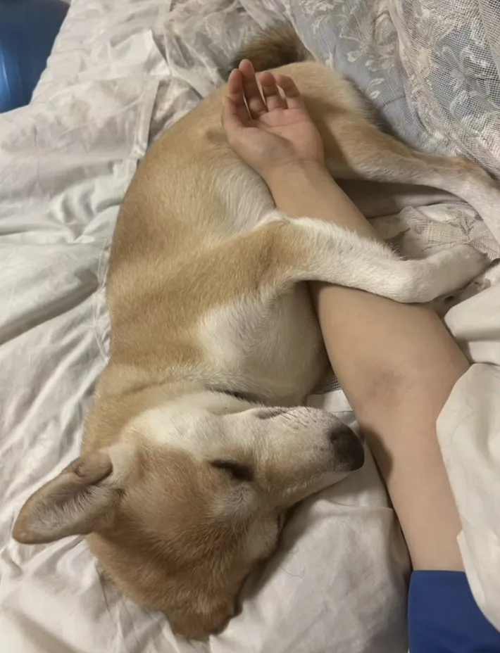 布団で眠る保護犬の写真