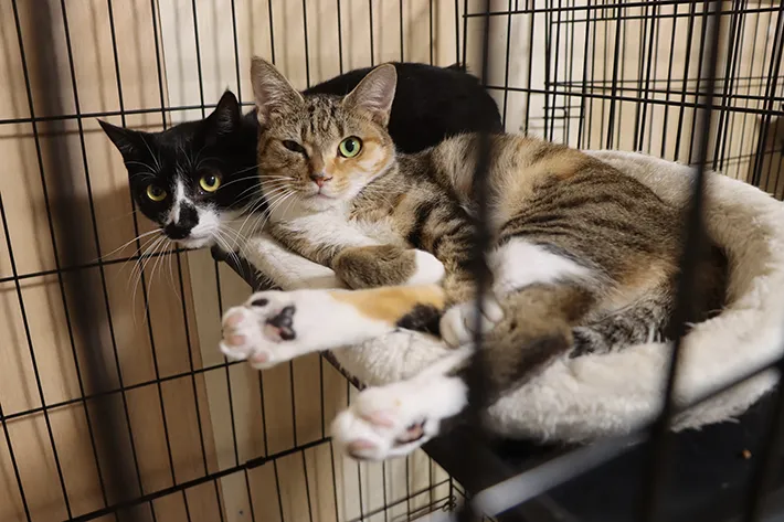 シェルターで保護されている猫の写真（撮影：grape編集部）