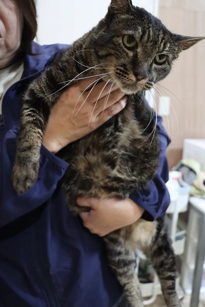 飼い主に抱きかかえられる、左脚のない猫の写真（撮影：grape編集部）