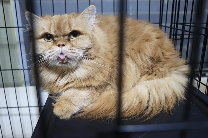 シェルターで保護されている猫の写真（撮影：grape編集部）