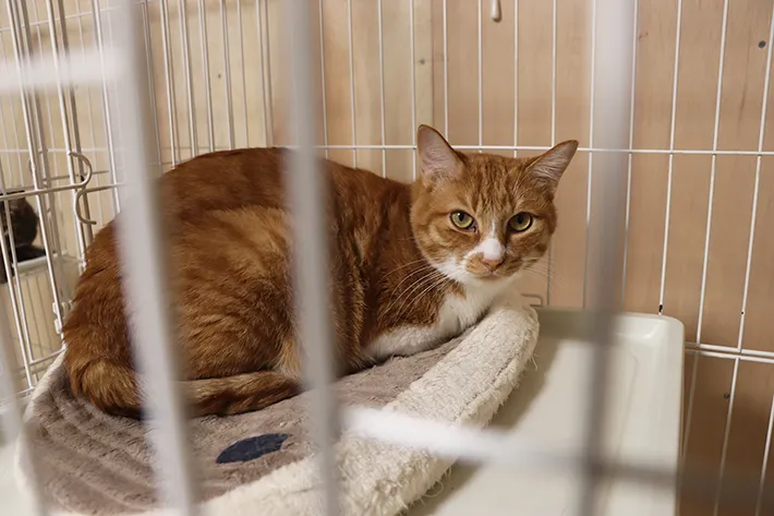 シェルターで保護されている猫の写真（撮影：grape編集部）