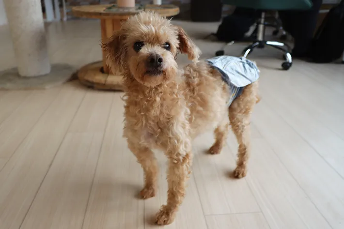 シェルターで保護されている犬の写真（撮影：grape編集部）