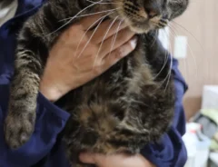 飼い主に抱きかかえられる、左脚を失った猫の写真（撮影：grape編集部）