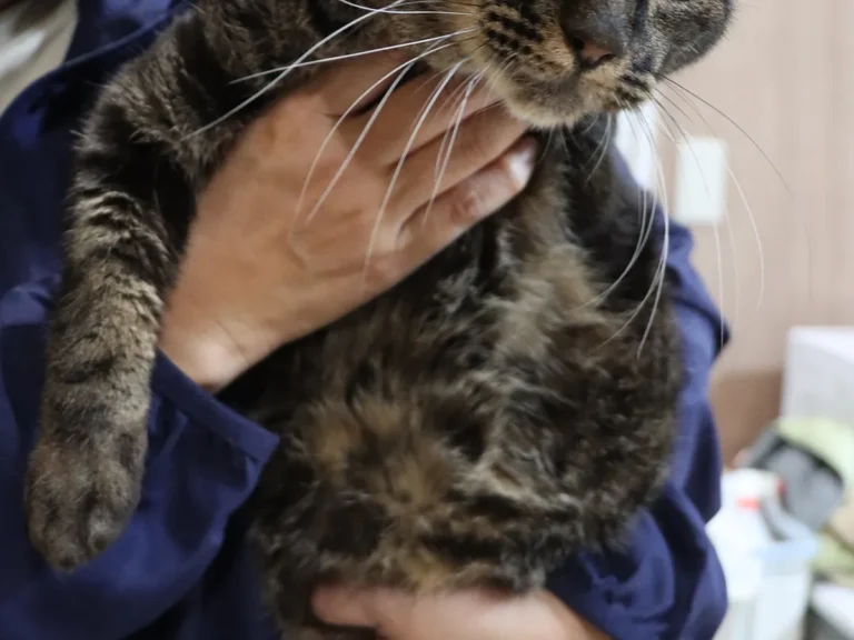 飼い主に抱きかかえられる、左脚を失った猫の写真(撮影:grape編集部)