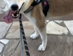 シェルターで暮らす保護犬の写真（撮影：grape編集部）