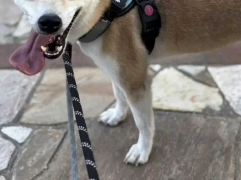 シェルターで暮らす保護犬の写真(撮影:grape編集部)