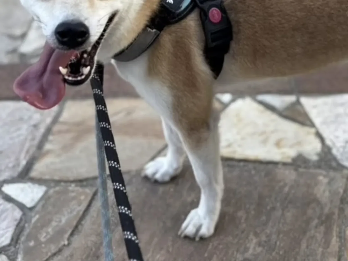 シェルターで暮らす保護犬の写真（撮影：grape編集部）