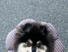 ポメラニアンの画像