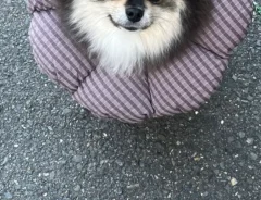 ポメラニアンの画像