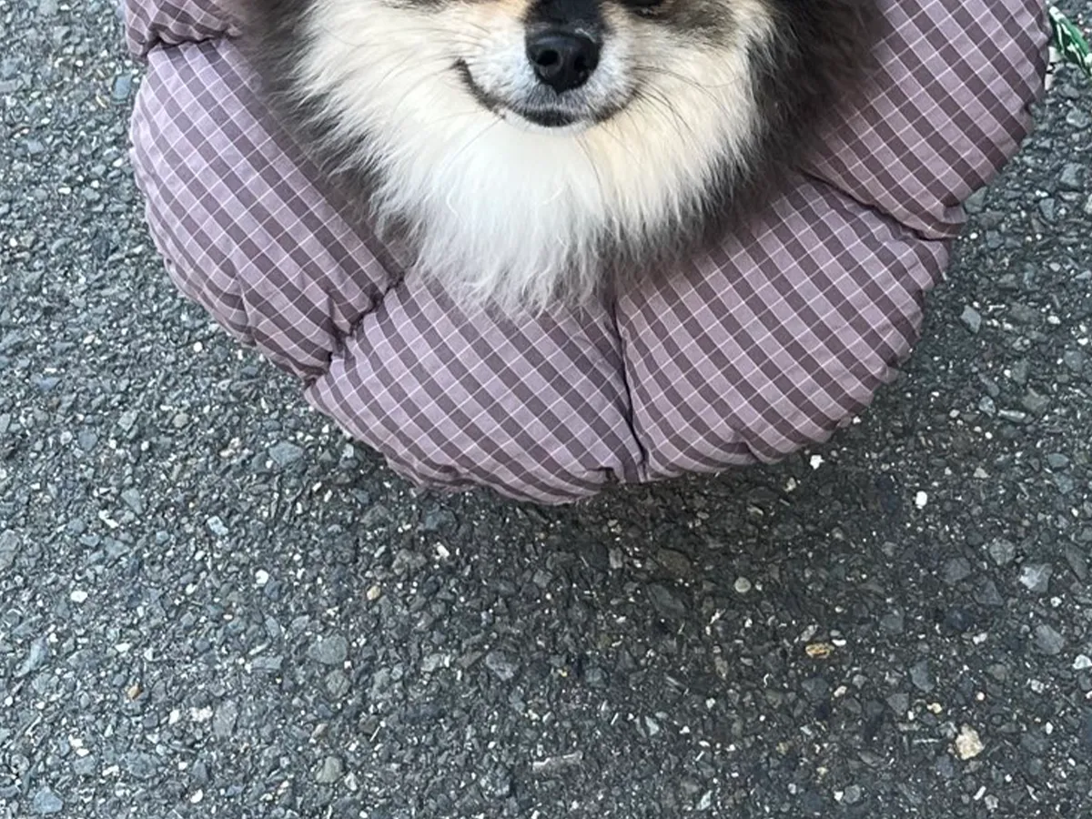 ポメラニアンの画像