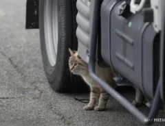 車の下に猫がいる画像