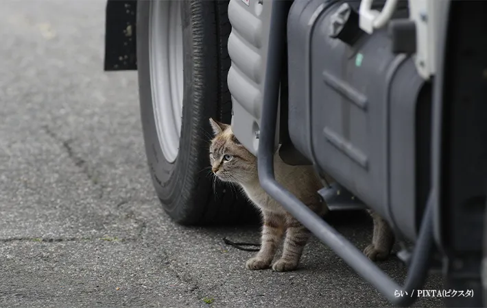 車の下に猫がいる画像