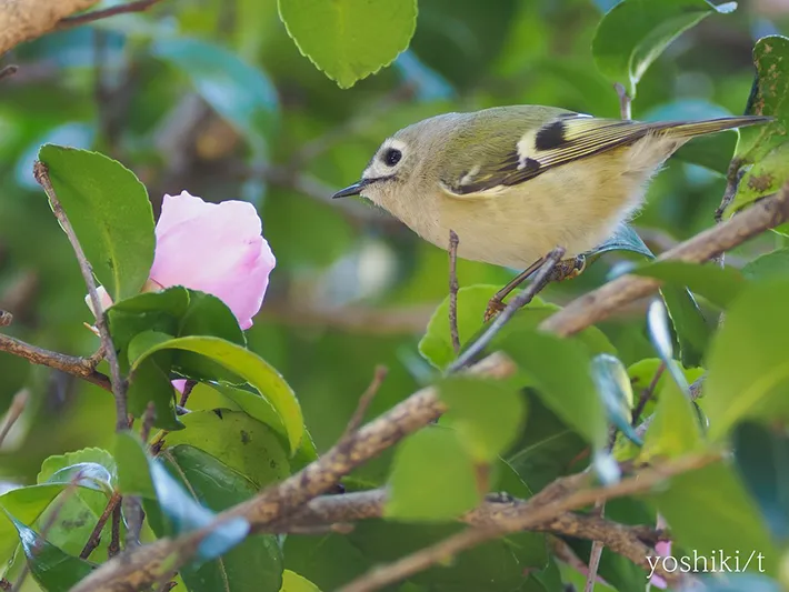 枝の上で、サザンカを見つめるキクイタダキの写真