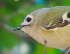 枝の上で、サザンカを見つめるキクイタダキの写真