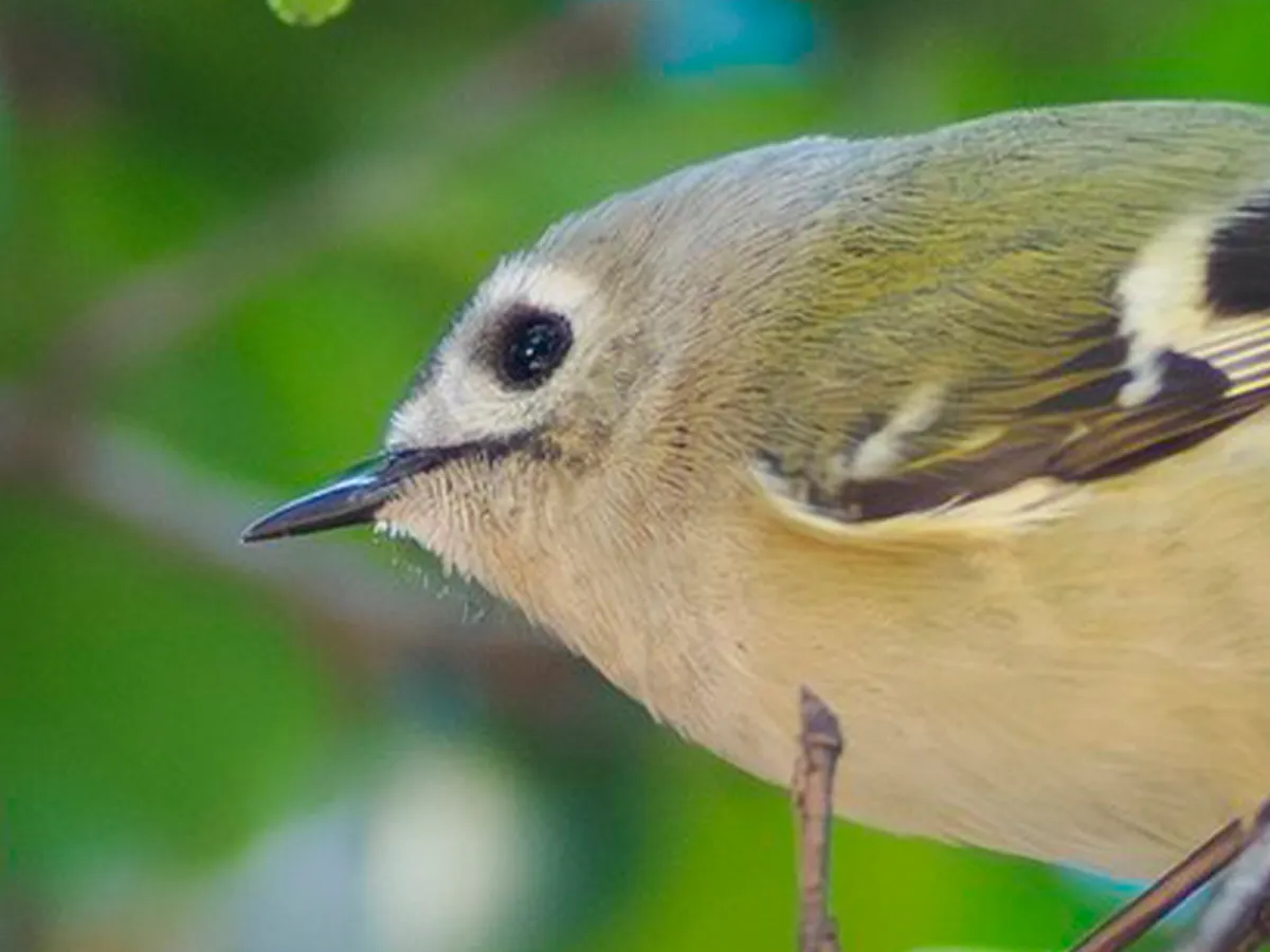 枝の上で、サザンカを見つめるキクイタダキの写真