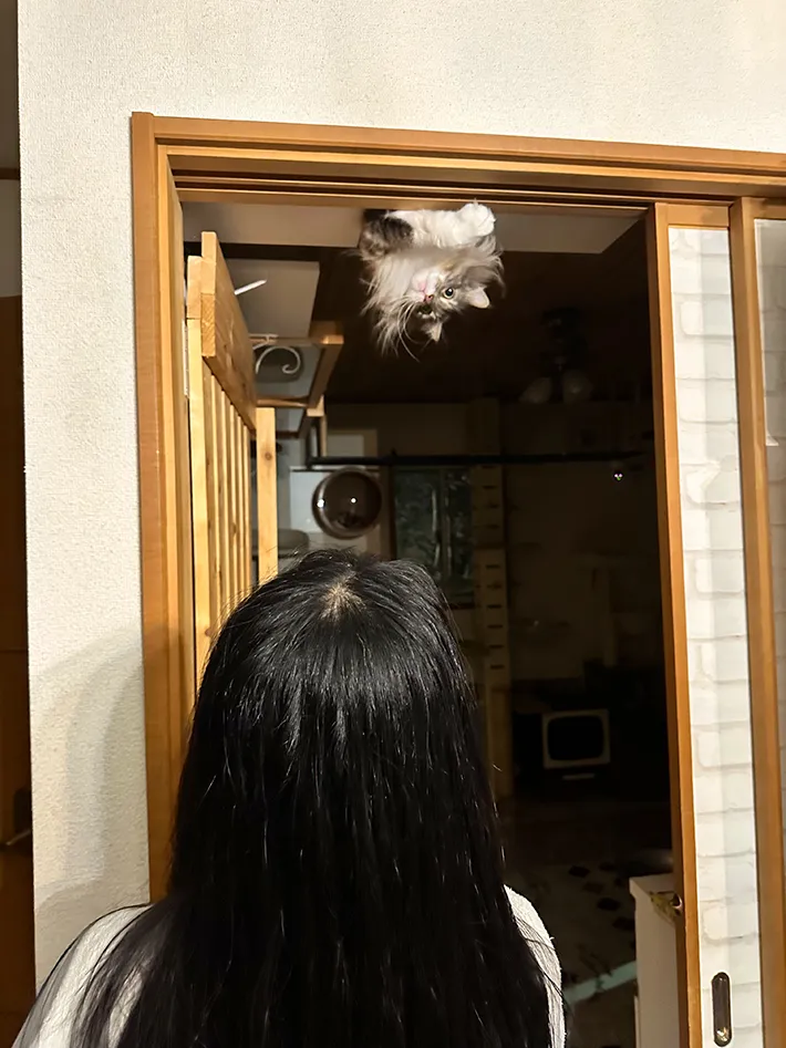 ぶら下がる猫の写真