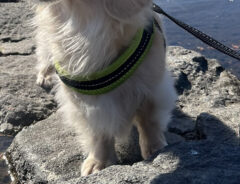 リラックスする犬