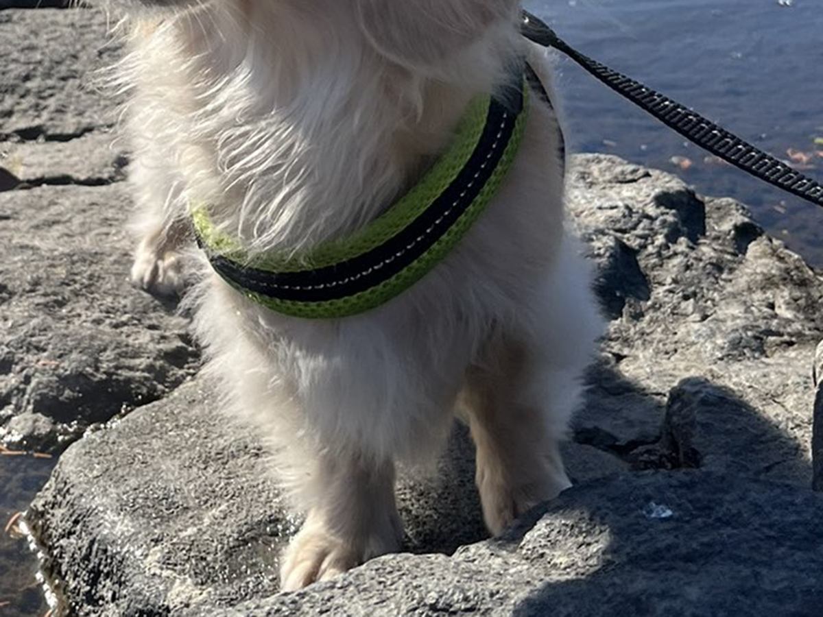 リラックスする犬