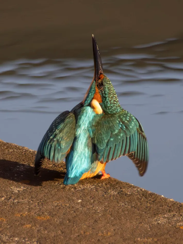 カワセミの写真