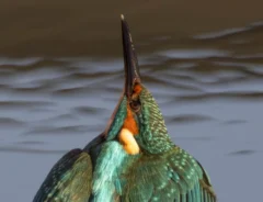 カワセミの写真