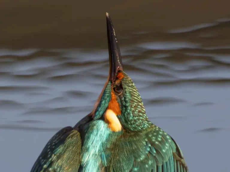 カワセミの写真