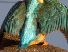 カワセミの写真