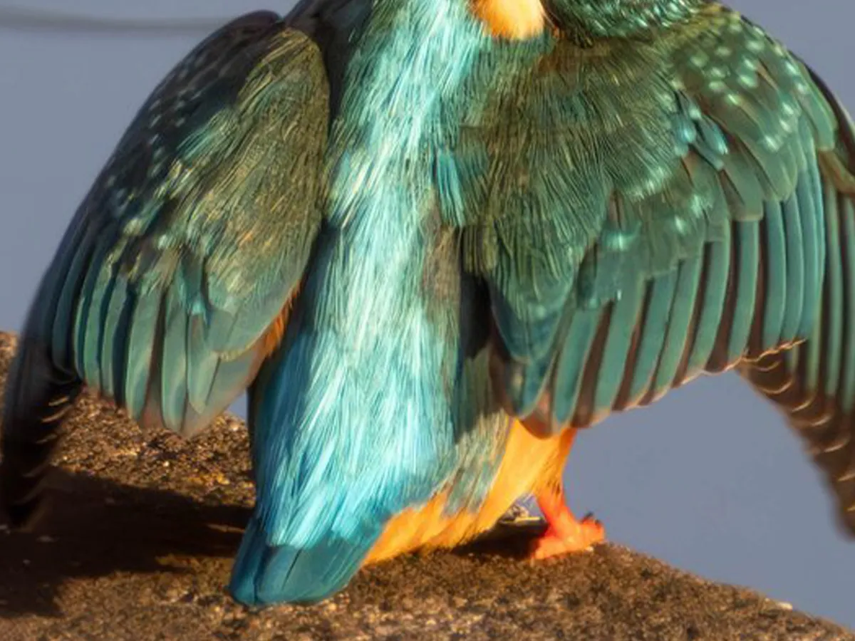 カワセミの写真