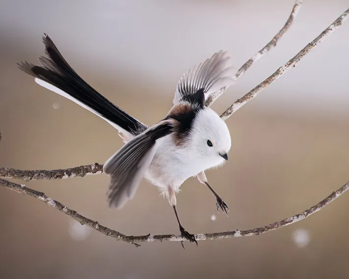 シマエナガの写真