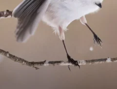 シマエナガの写真