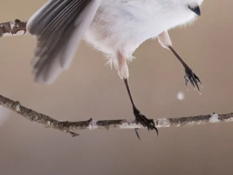 シマエナガの写真