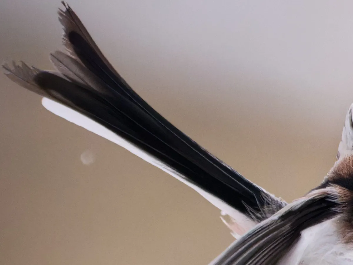 シマエナガの写真