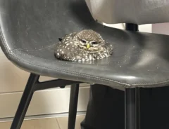 コキンメフクロウのハミィちゃん