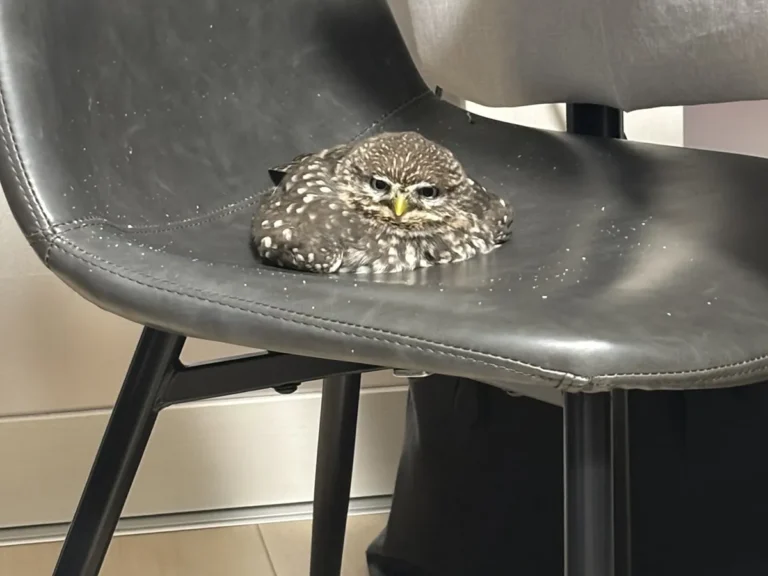 コキンメフクロウのハミィちゃん