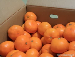 ダンボール入りのミカンの写真