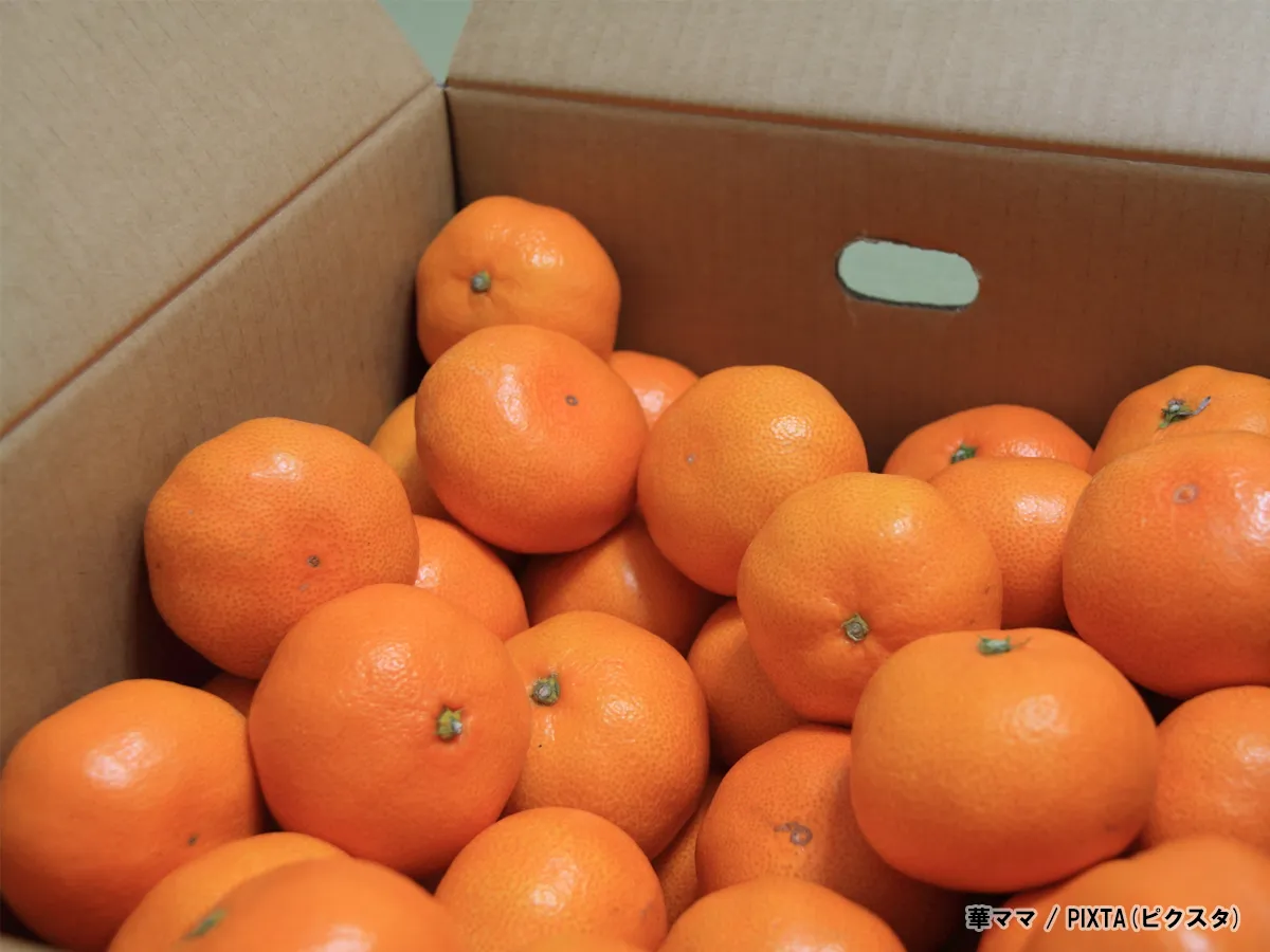 ダンボール入りのミカンの写真