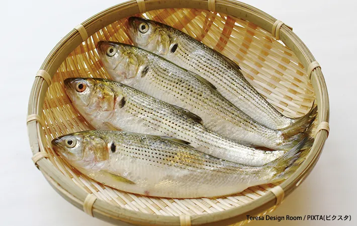 コノシロの写真