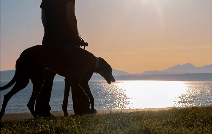 犬の散歩をしている写真