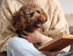 トイプードルの写真