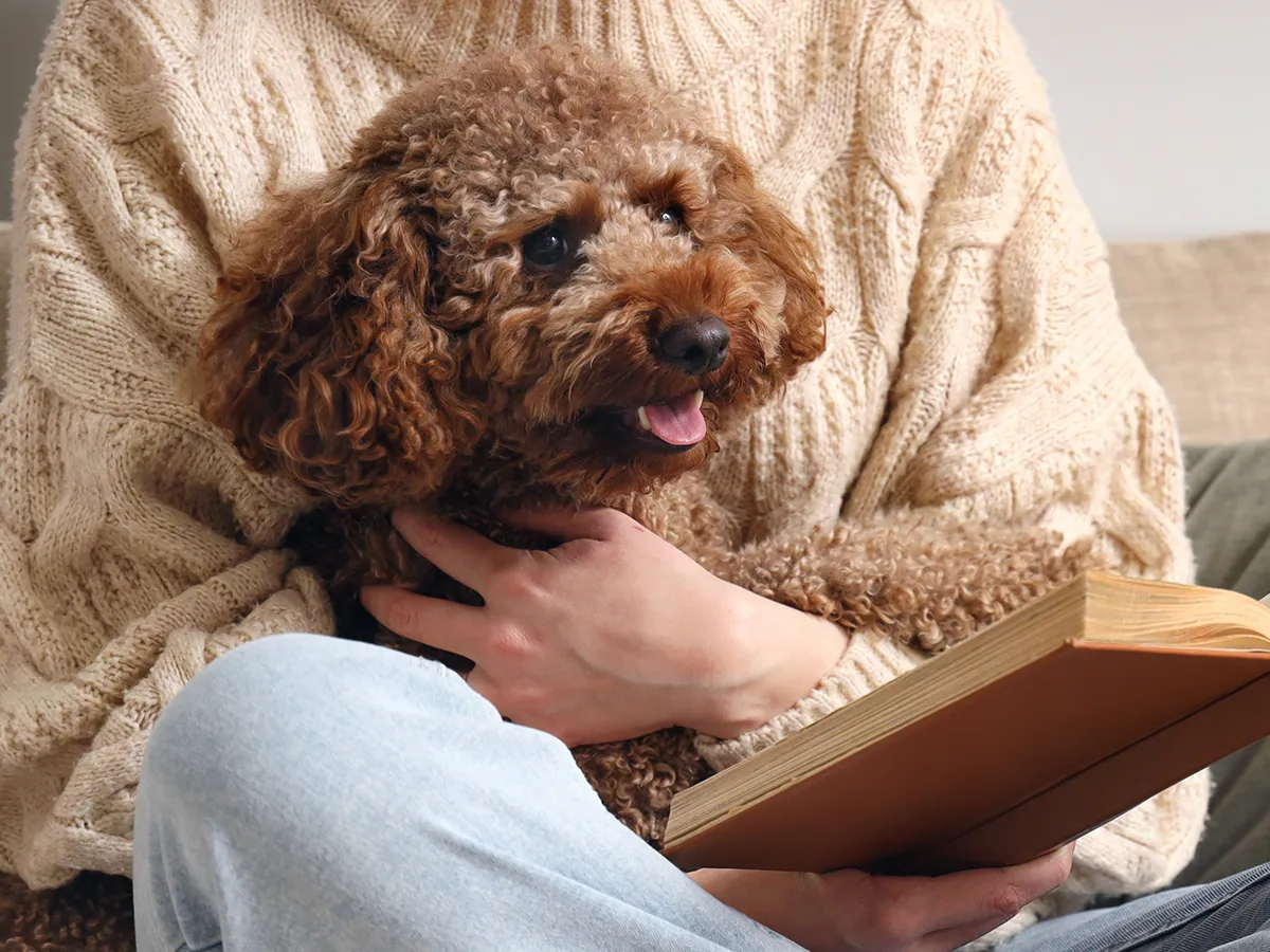 トイプードルの写真