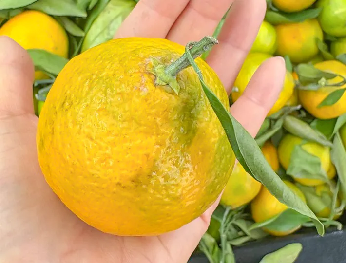 サツマタンジェリンの写真（撮影：grape編集部）