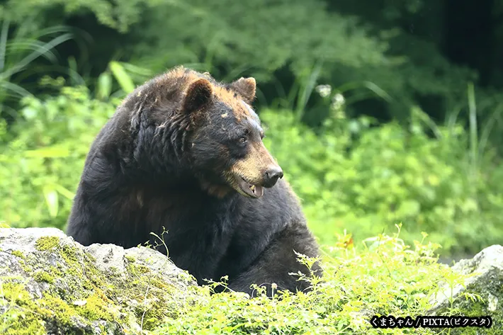 野生のクマの写真
