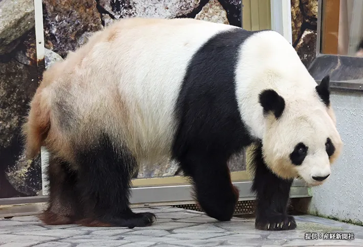 アドベンチャーワールドのジャイアントパンダの写真