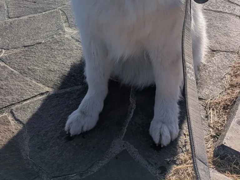 富士山を背にするサモエドの写真