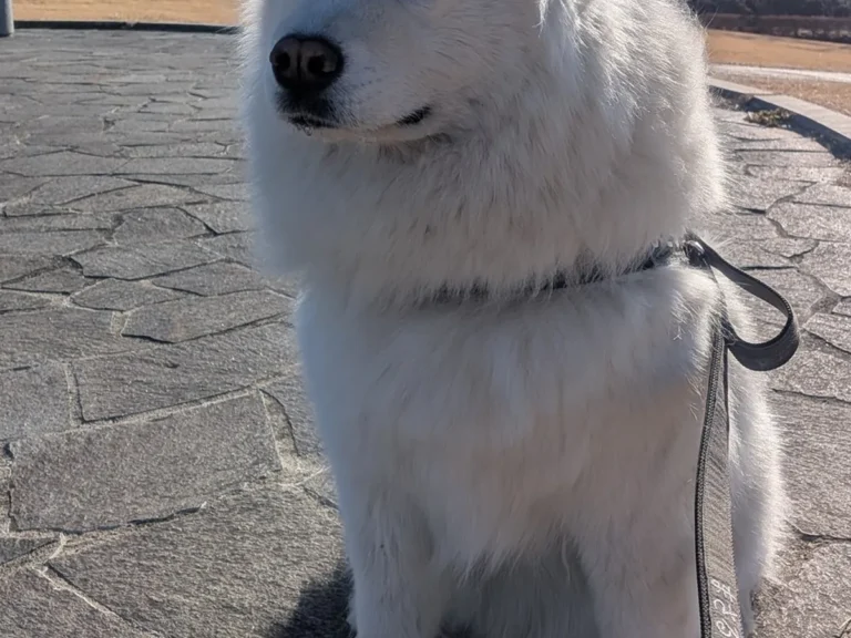 富士山を背にするサモエドの写真