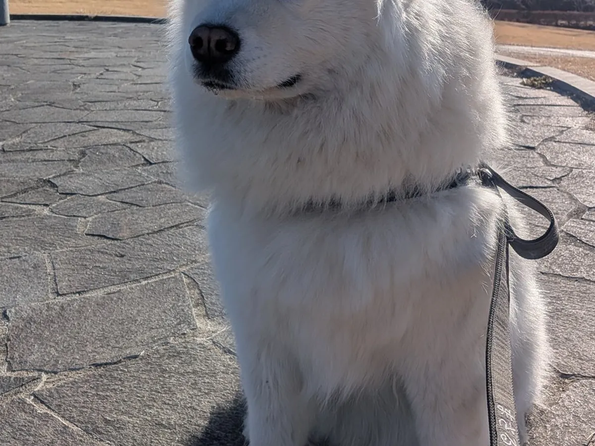富士山を背にするサモエドの写真