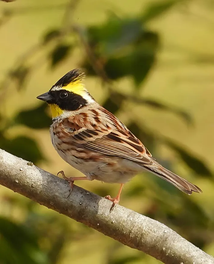 木の枝に立つミヤマホオジロの写真