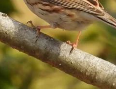 木の枝に立つミヤマホオジロの写真