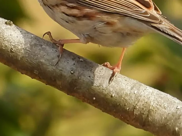 木の枝に立つミヤマホオジロの写真
