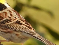 木の枝に立つミヤマホオジロの写真